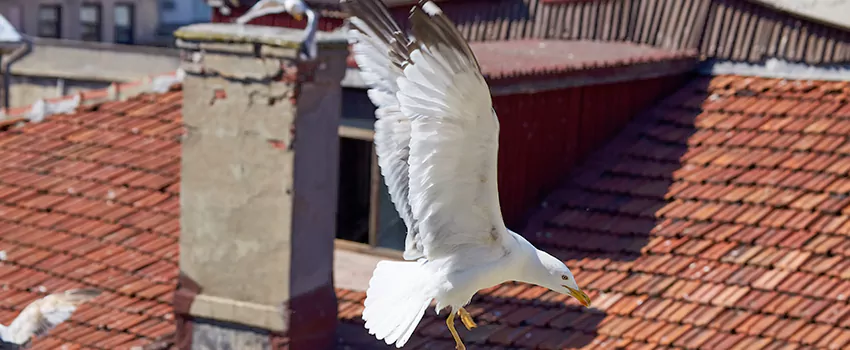 Residential Chimney Animal Removal Solution in Newark, NJ