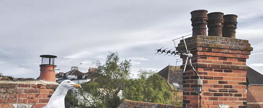 Chimney Cleaning And Restoration in Newark, New Jersey